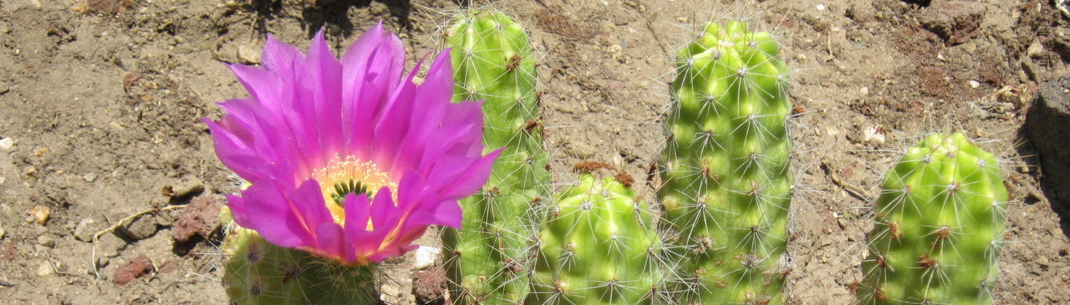 Petals and Spines